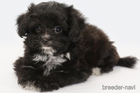 成約済の神奈川県のミックス犬-301726の1枚目